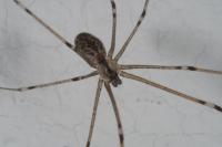 Holocnemus pluchei