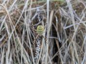 Argiope bruennichi