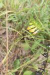 Melampyrum pratense