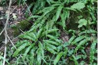 Asplenium scolopendrium