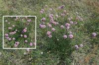 Armeria arenaria