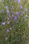 Campanula rotundifolia