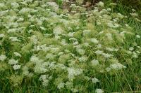 Falcaria vulgaris