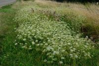 Falcaria vulgaris