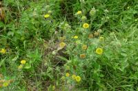 Pulicaria vulgaris