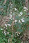 Lunaria annua