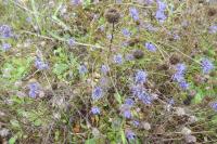 Jasione montana