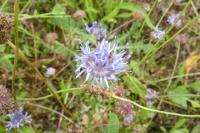 Jasione montana