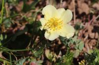 Potentilla recta