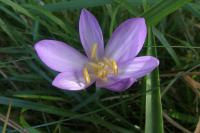 Colchicum autumnale