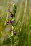 Ophrys apifera