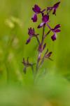 Anacamptis laxiflora
