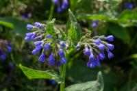Symphytum officinale