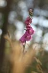 Digitalis purpurea