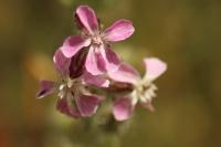 Silene gallica