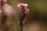 Silene gallica