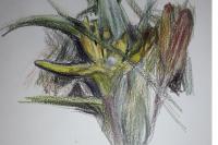 Gagea pratensis