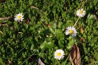Bellis perennis