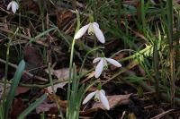 Galanthus nivalis