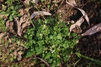 Cardamine hirsuta