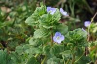 Veronica persica