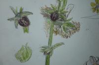 Ophrys aranifera