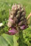 Himantoglossum robertianum