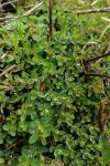 Hypericum humifusum