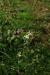 Arabidopsis thaliana