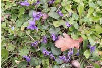 Viola odorata