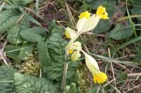 Primula veris