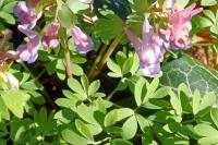 Corydalis solida