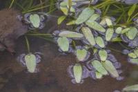 Luronium natans