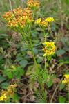 Jacobaea adonidifolia