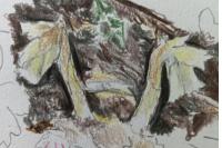 Hypopitys monotropa