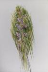 Gymnadenia conopsea