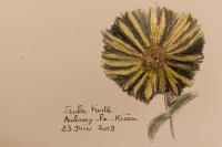 Inula hirta