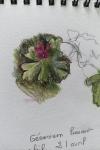 Geranium lucidum