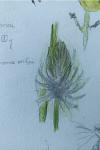 Phyteuma spicatum