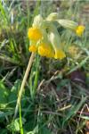 Primula veris
