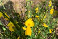 Cytisus scoparius