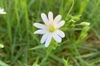 Rabelera holostea