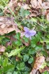 Viola riviniana