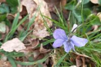 Viola riviniana