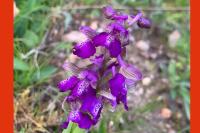 Anacamptis morio