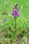 Anacamptis morio