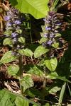 Ajuga reptans