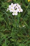 Cardamine pratensis