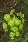 Euphorbia amygdaloides