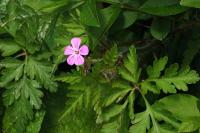 Geranium robertianum